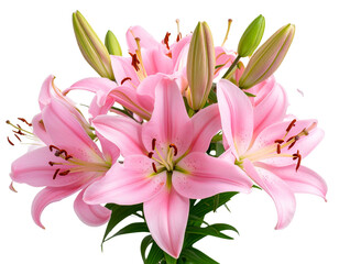 Fototapeta premium Firefly_peony flowers isolated on white - Firefly_Pink lily flower bouquet isolated on transparent background (2)