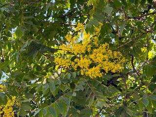 Koelreuteria paniculata tree with bright yellow flower clusters among green leaves in sunlight. Ornamental flowering tree, exotic plant, and seasonal vegetation.