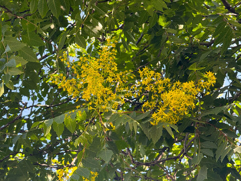 Koelreuteria paniculata tree with bright yellow flower clusters among green leaves in sunlight. Ornamental flowering tree, exotic plant, and seasonal vegetation.
