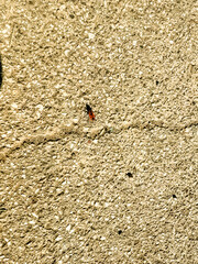 Pyrrhocoris apterus firebug with red and black markings crawling on concrete ground. Insect species, entomology, and natural wildlife presence in urban environment.
