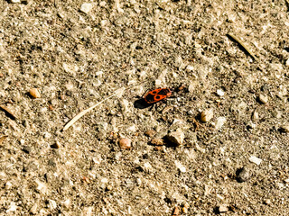 Pyrrhocoris apterus firebug crawling on soil with red and black body patterns. Insect biology, entomology, and natural wildlife presence in outdoor habitat.