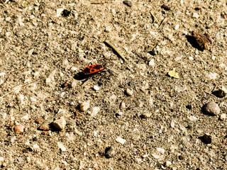 Pyrrhocoris apterus firebug with red and black markings crawling on concrete ground. Insect species, entomology, and natural wildlife presence in urban environment.