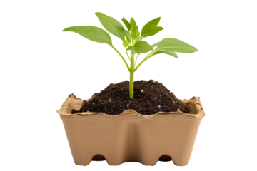 Small Green Seedling Growing in a Recycled Paper Egg Carton on a transparent background