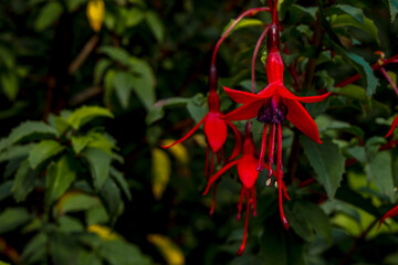 Vibrant Red Fuchsia in Bloom
