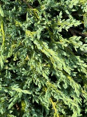 green fir tree background
