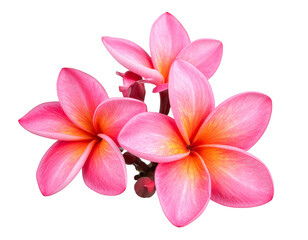 Firefly_peony flowers isolated on white - Firefly_pink red Plumeria, frangipani flowers on transparent. (4)