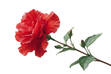 Close up of a red hibiscus blossom with buds and leaves.