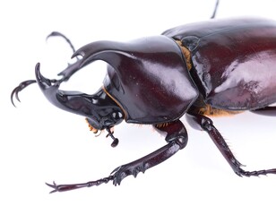 Close-up of a Rhinoceros beetle