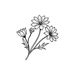 Elegant cosmos flowers vector illustration, black and white botanical line art Silhouette Vector 