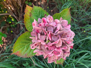 beautiful macro of a vivid purple hydrangea that is a little faded