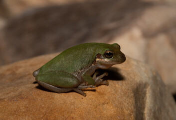 Squirrel Treefrog (Hyla squirella) perched on a rock at night.