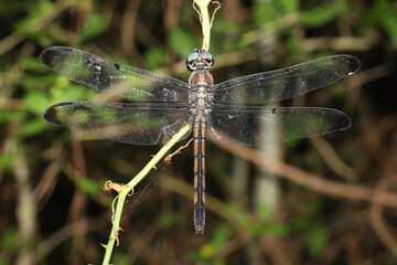Great Blue Skimmer dragonfly (Libellula vibrans) resting at night on vegetation.  It still has juvenile coloration, but will develop either a blue body (male) or brown body (female) as it ages. 