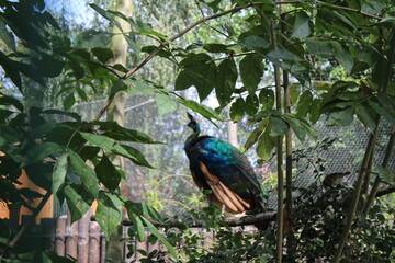 peacock in the garden