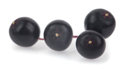 Elderberry isolated on white background.