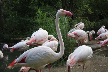 group of flamingos