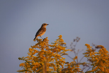 An adult Whinchat perched atop a blossoming yellow-flowered bush on a sunny summer sunset.