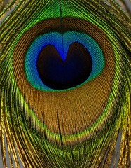 Obraz premium Peacock Feather Close-up