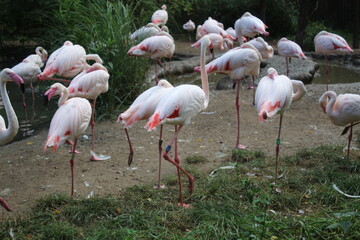 group of flamingos