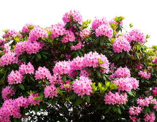 Obraz premium Firefly_peony flowers isolated on white - Firefly_PNG Real pink flower bushes flowers blossoms plant
