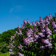 Obraz premium Blooming lilac bushes under a vibrant blue sky