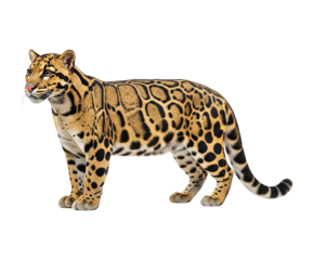 A Sunda Clouded Leopard is shown from a side view, standing on a clean white background.