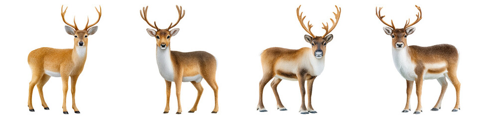 Fototapeta premium Nordic Christmas watercolor style, Four illustrations of deer showcasing different poses and details of their antlers and fur.