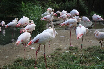 flamingos in the zoo
