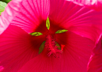 Hibiscus des marais