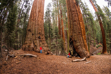 Sequoia NP © Wendy