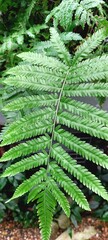 Feuille de fougères verte