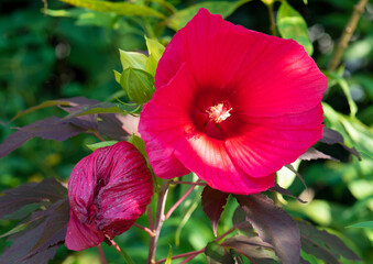 Hibiscus des marais