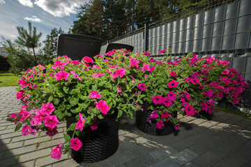 Wicker pots filled with lush bushes of bright pink petunias stand on a paved path. The photo was taken in the garden, with a gray fence, trees and green grass visible in the background.
