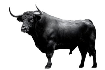 Majestic black bull, powerful presence.