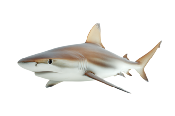Graceful shark in ocean depths