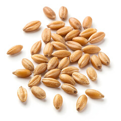Obraz premium Close-up of einkorn wheat grains isolated on a white background, highlighting their elongated shape,