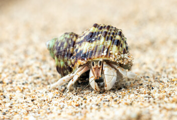 The hermit crab walks on a beach