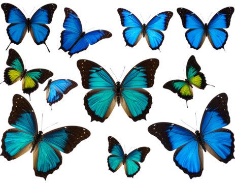 Firefly_peony flowers isolated on white - Firefly_set of beautiful blue green yellowbutterflys isolated on white or transparent png (4)