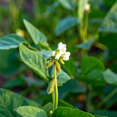 Close-up of a soybean plant in bloom (1)