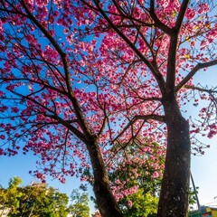 Blooming pink trees against a vibrant sky