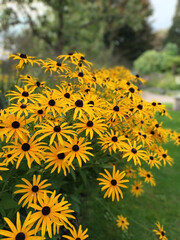 Blühender Sonnenhut in einem Garten