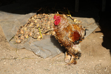 Proud rustic rooster with fluffy feathered legs basking in sunlight