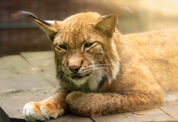 European lynx in the Gdansk zoo garden