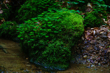 Obraz premium small stream flowing over green moss covered rocks
