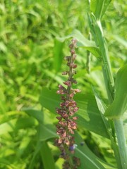 Close-up of a wild plant with small reddish-brown flowers growing among green grass in a sunny field