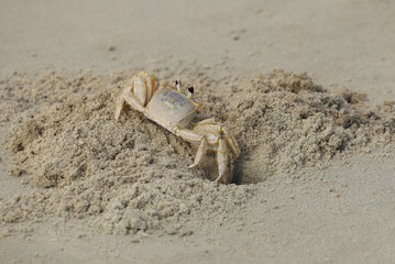  An Atlantic Ghost Crab (Ocypode quadrata) next to the entrance to its burrow on a beach near Myrtle Beach, South Carolina. 