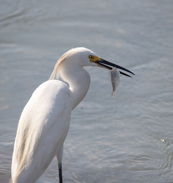Snowy Egret eating a Pinfish along the Atlantic Ocean in South Carolina. 
