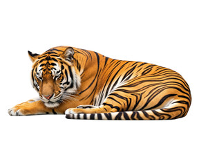 Obraz premium A Bengal tiger, with its distinctive orange coat and dark stripes, lies curled up on a pure white background.