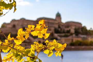 Sunlit curved branches of Ginkgo biloba with unique fan-shaped yellow leaves against blurred Buda Castle and blue Danube River at sunset. Budapest, Hungary.


