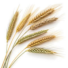 Close-up of triticale grains isolated on a white background, featuring their elongated shape, golden