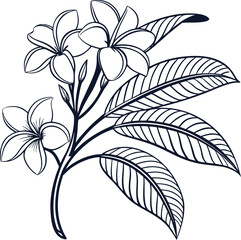 Elegant line art illustration of frangipani flowers with detailed leaves, minimalist botanical sketch for tropical floral design, home decor, nature prints, and wedding invitations.